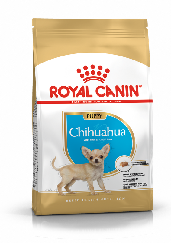 Chihuahua Puppy 0,5 кг